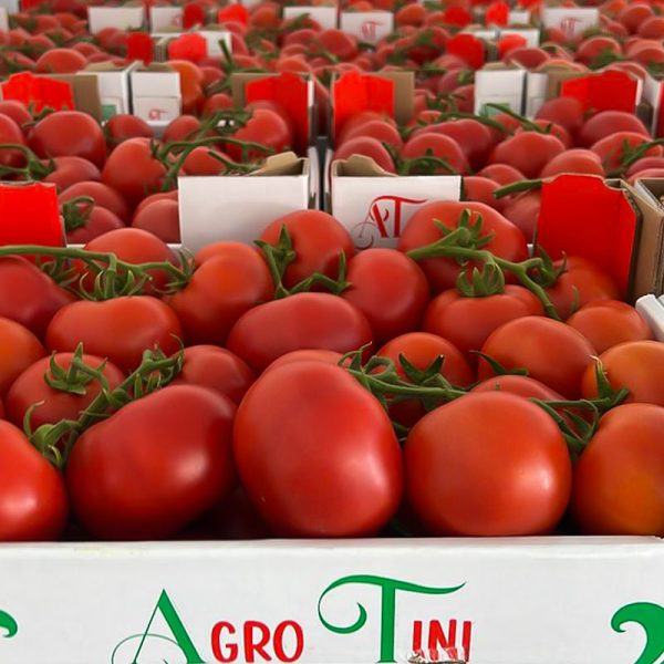 Tomatoes
