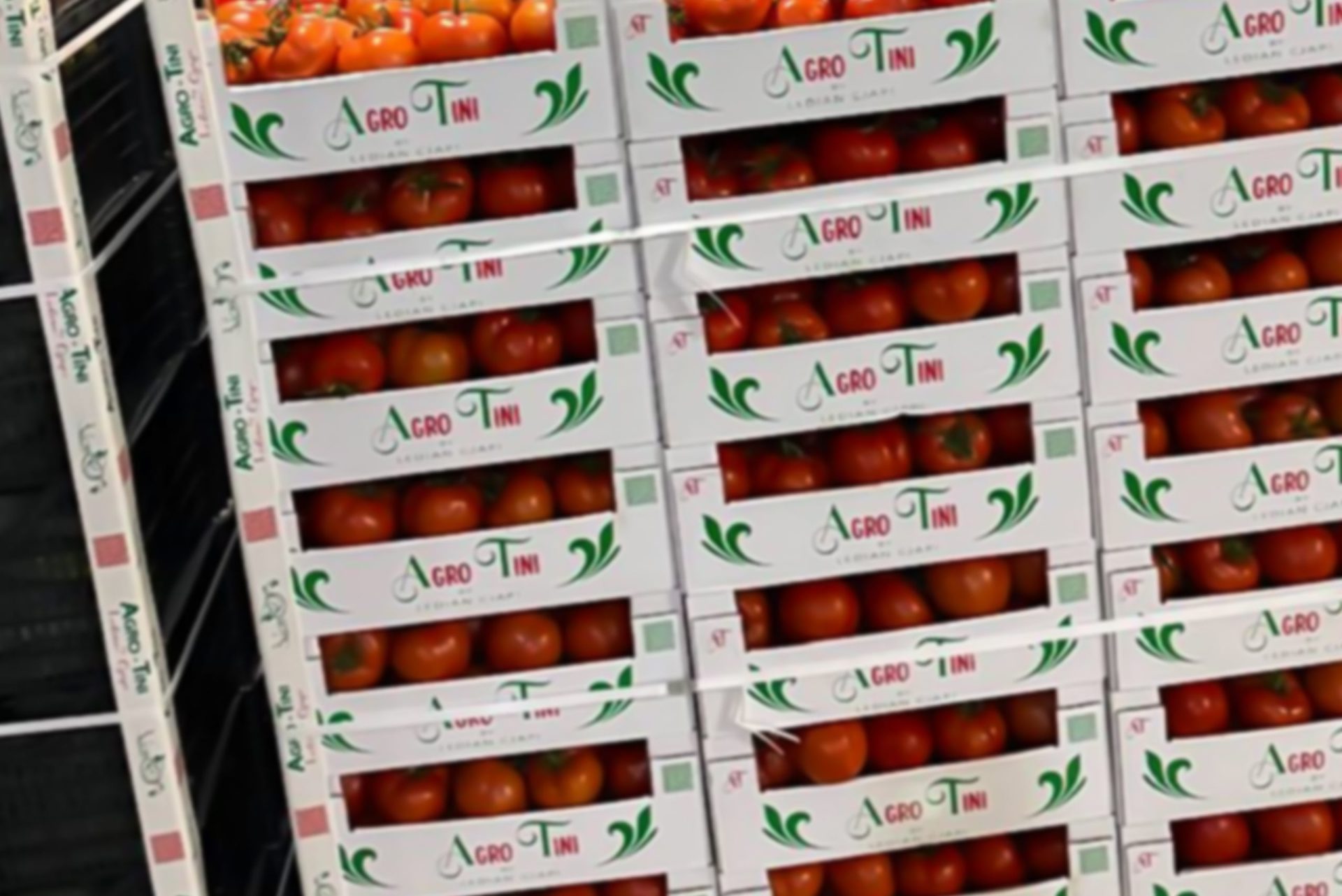 Agro Tini Fresh fruit and vegetables for export